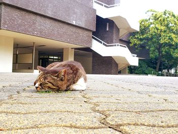 Cat relaxing in a building
