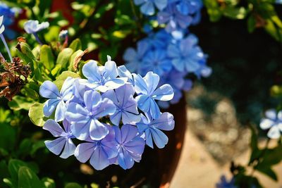 Close-up of purple flowers blooming