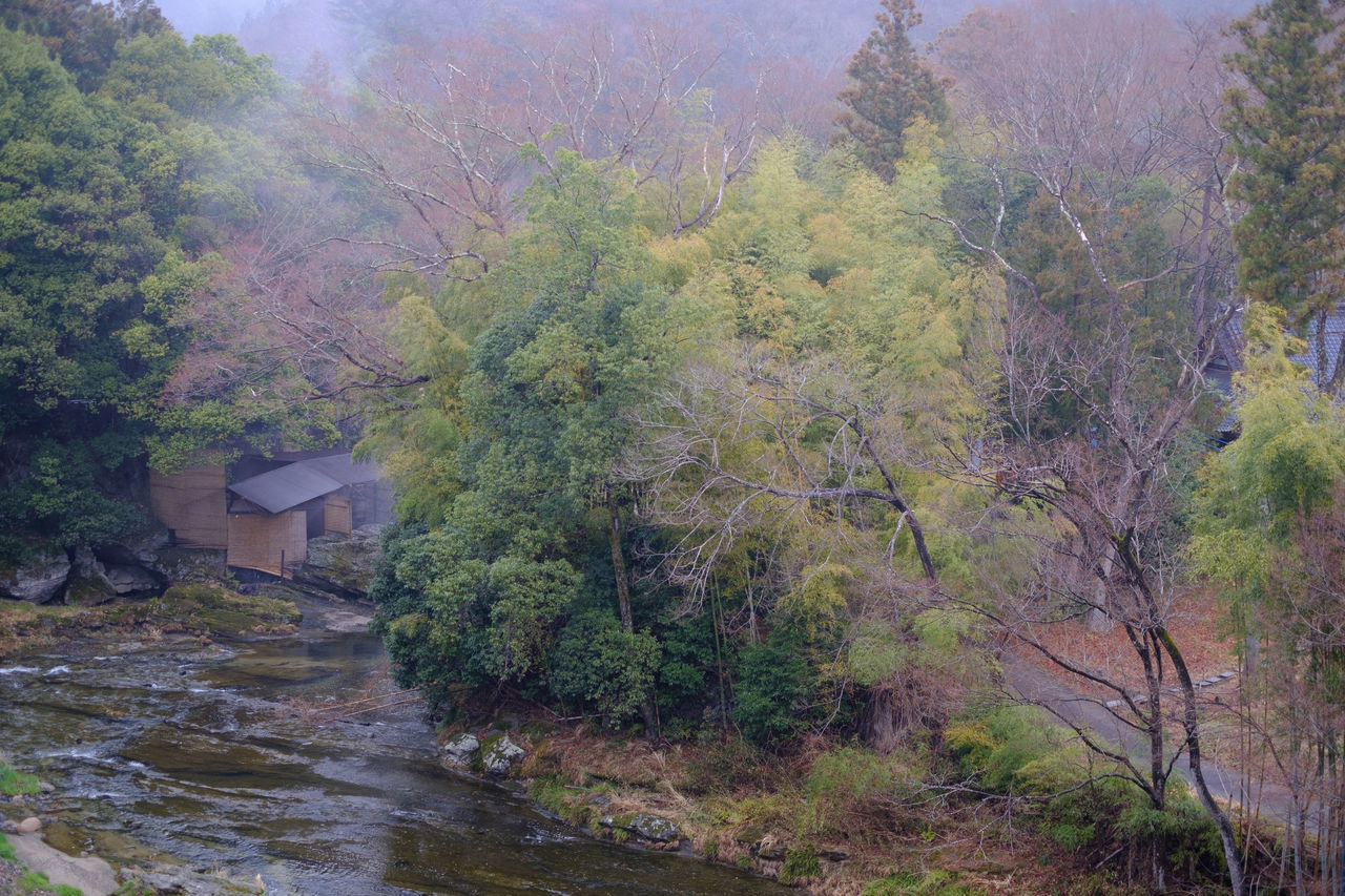 TREES AND PLANTS GROWING ON LAND IN FOREST