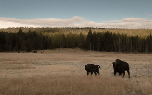 Bison on field against sky