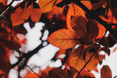 Close-up of maple leaves on tree during autumn