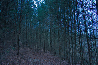 Bare trees in forest