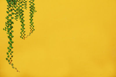 Close-up of yellow flowering plant against orange wall