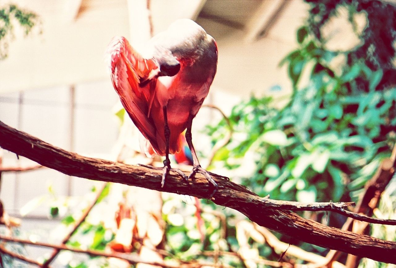 animal themes, animals in the wild, bird, wildlife, one animal, focus on foreground, perching, close-up, branch, full length, nature, beak, side view, selective focus, zoology, day, outdoors, no people, beauty in nature, animal