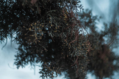 Close-up of insect on pine tree during winter