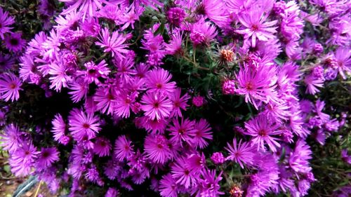 High angle view of pink flowering plants
