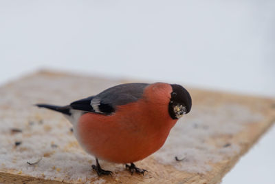 Close-up of bird perching on table