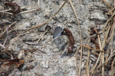 High angle view of insect on land