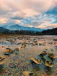 Leaves floating on lake against sky during autumn