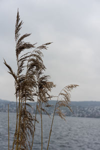 Plant by sea against sky