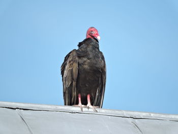 Low angle view of bird perching on wood against clear sky