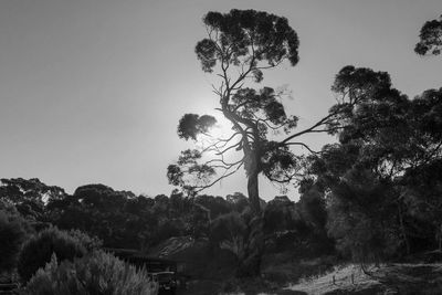 Low angle view of trees against clear sky