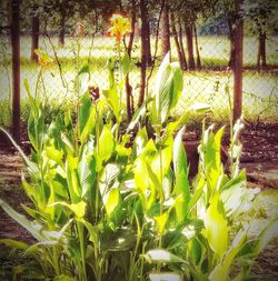 Close-up of plants growing on field