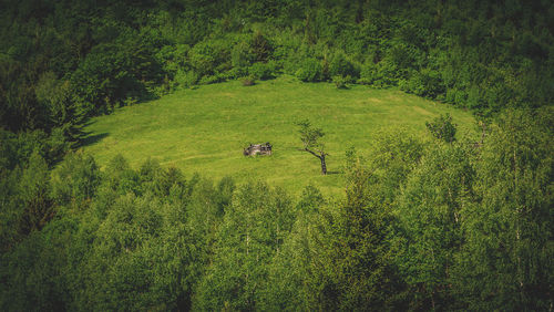 High angle view of sheep on field in forest