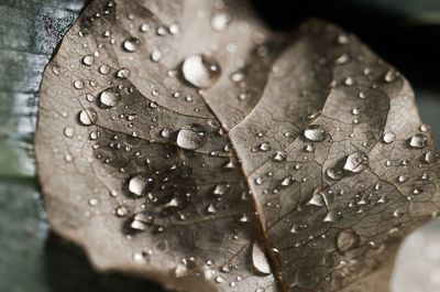 Close-up of wet dry leaf