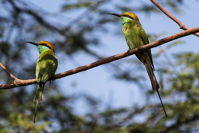 Low angle view of birds perching on tree