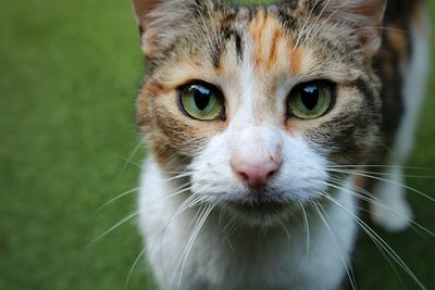 Close-up portrait of cat
