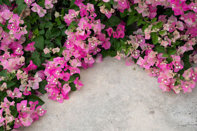 High angle view of pink flowering plants
