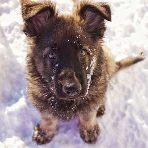 Close-up portrait of dog during winter