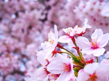 Close-up of pink flowers