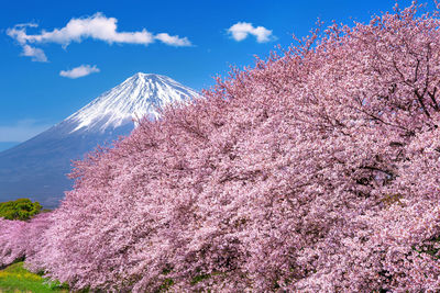 Low angle view of cherry blossoms against sky