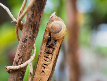 Close-up of snail on tree trunk