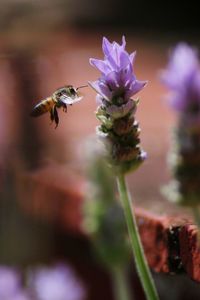 Close-up of insect pollinating on purple flower