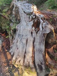 Close-up of tree trunk