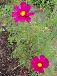High angle view of pink flowering plants on field