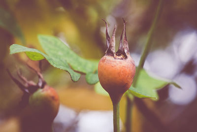 Close-up of rose hip