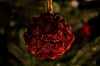 Close-up of red flower against blurred background