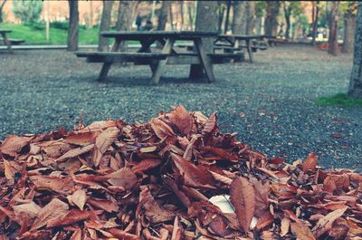 Leaves on tree trunk