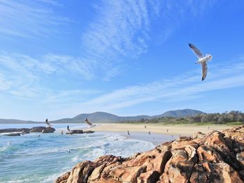 Seagulls flying over sea against sky