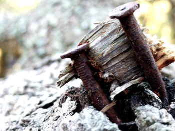 Close-up of dead tree trunk
