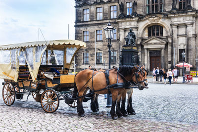 Horse cart on street in city