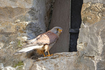 Close-up of bird turmfalke on rock against wall