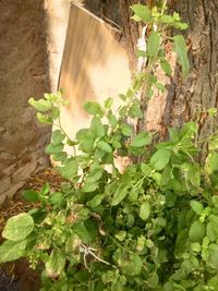 High angle view of plant growing on tree