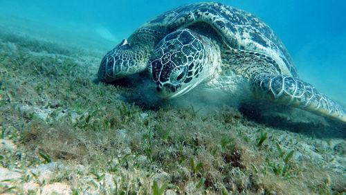 Big green turtle on the reefs of the red sea. green turtles are the largest of all sea turtles. .