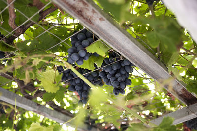 Low angle view of grapes growing in vineyard