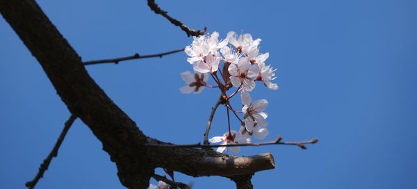 Low angle view of cherry blossoms against clear blue sky