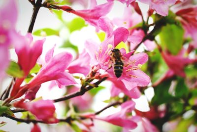 Close-up of bee pollinating on pink flower