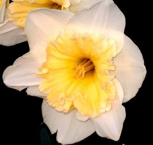 Close-up of white flower