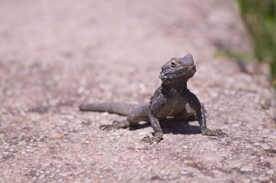 Close-up of lizard on rock