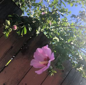 Close-up of pink flower