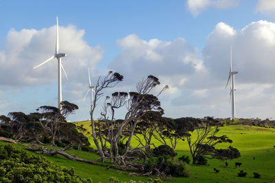 Plants on field against sky