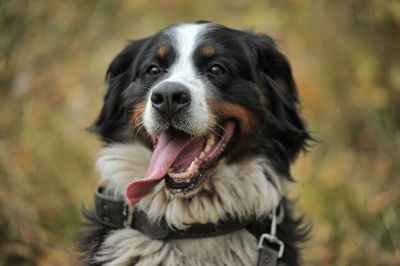 Close-up portrait of a dog