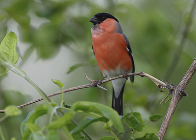 Close-up of bird perching on branch