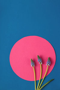 Modern spring card with blue flowers on pink round shape on blue background. paper art with flowers.