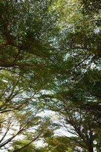 Low angle view of trees in forest