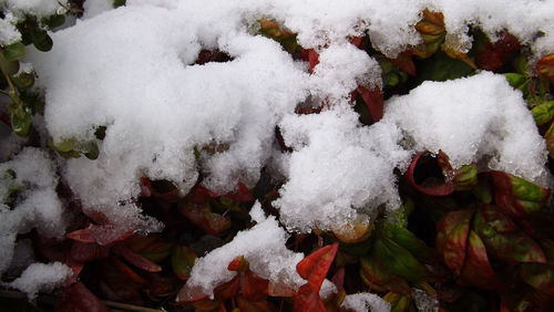 Close-up of snow covered tree